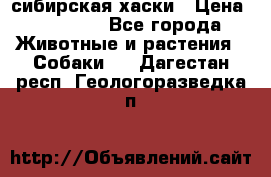 l: сибирская хаски › Цена ­ 10 000 - Все города Животные и растения » Собаки   . Дагестан респ.,Геологоразведка п.